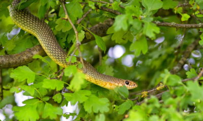 Cobra d'água no jardim? Saiba se a "bisca" é inofensiva e como mantê-la longe!