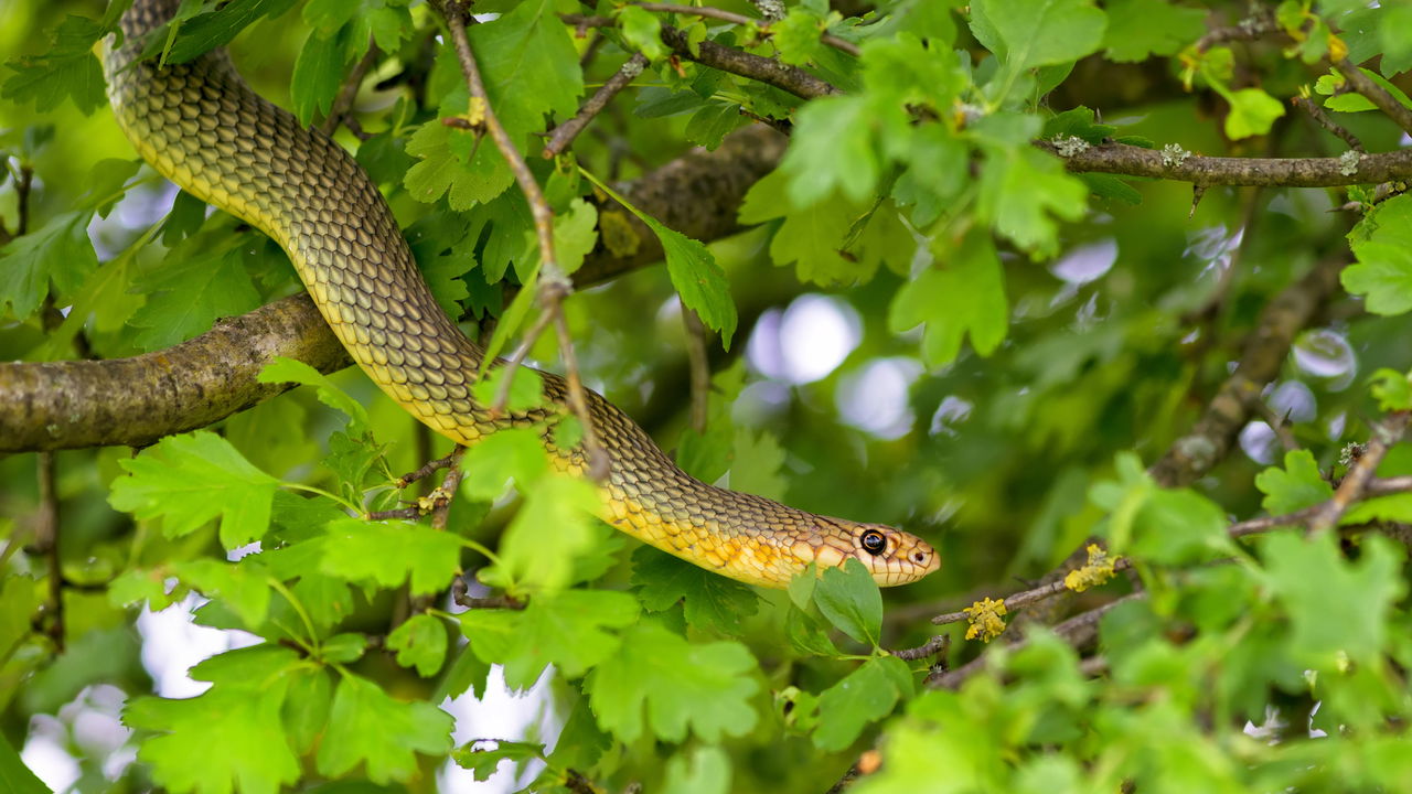 Cobra d'água no jardim? Saiba se a "bisca" é inofensiva e como mantê-la longe!