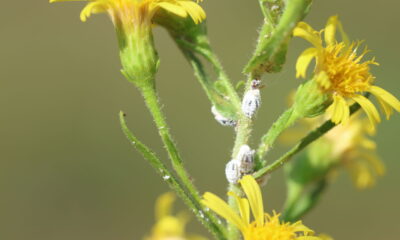 Cochonilhas nas plantas? Elimine com 3 receitas caseiras