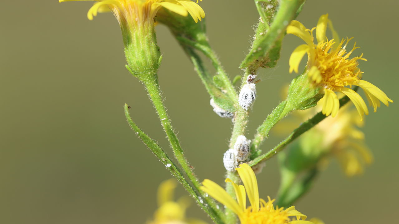 Cochonilhas nas plantas? Elimine com 3 receitas caseiras
