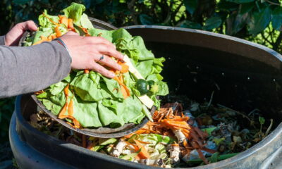 Plantas incríveis, gasto zero! Faça seu próprio adubo orgânico