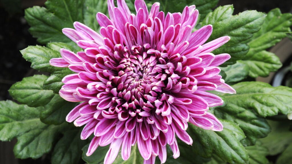 Essas plantas que resistem ao frio e florescem na estação gelada
