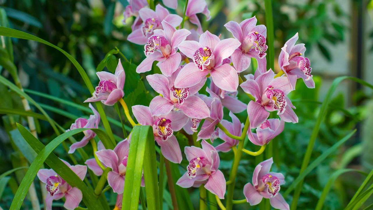 Como fazer sua orquídea Cymbidium florescer? Aprenda a técnica necessária