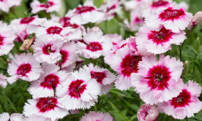 Essa flor faz o trabalho de um pesticida natural na sua horta