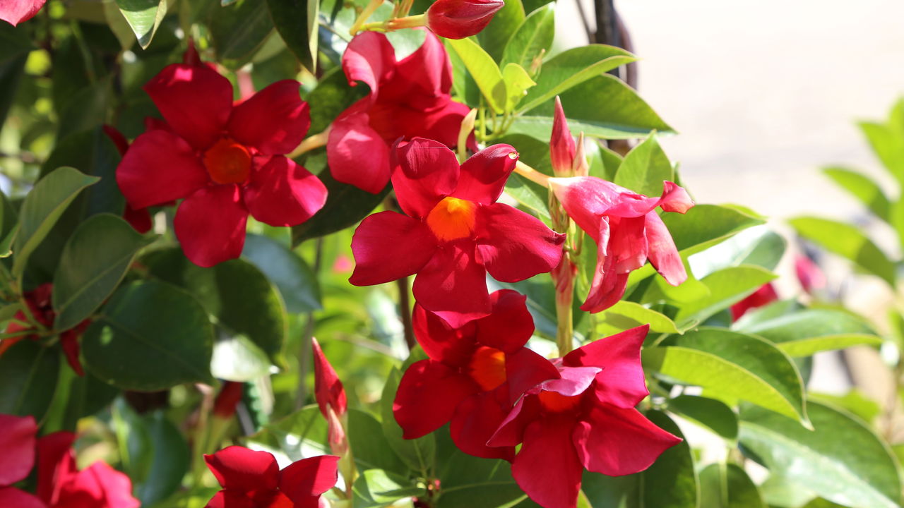 A trepadeira perfeita! Conheça a dipladênia e transforme sua varanda!