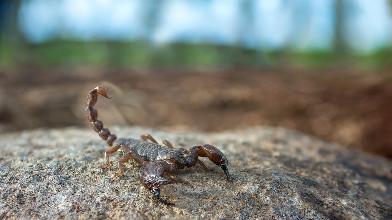 Nunca mais veja um escorpião em casa com esses segredos naturais!
