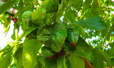 Nova descoberta! Planta misteriosa cria ouro do nada e abala a ciência!