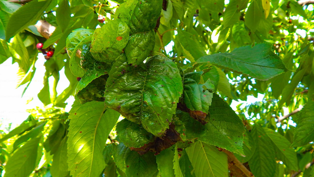 Nova descoberta! Planta misteriosa cria ouro do nada e abala a ciência!