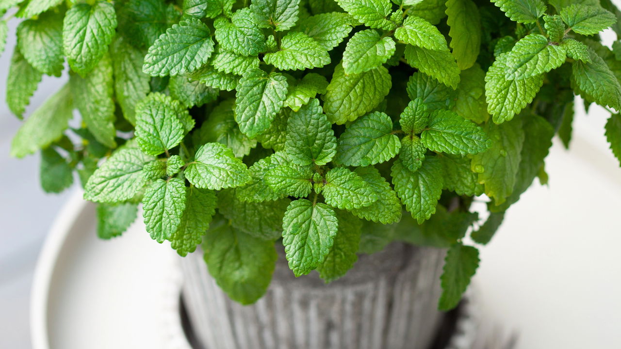 Você usa erva-cidreira? O que acontece com seu fígado se você tomar todos os dias?