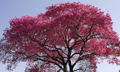 Ipê ou paineira? Como escolher a árvore perfeita para a sombra dos seus sonhos