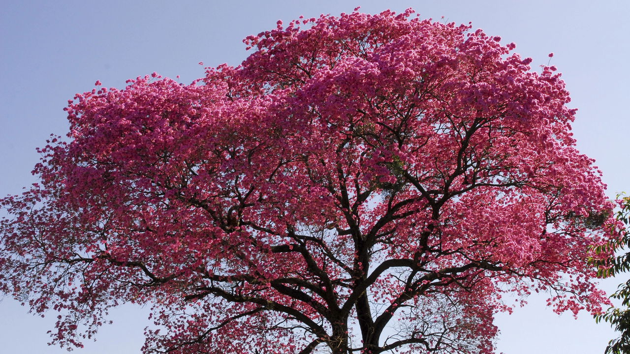 Ipê ou paineira? Como escolher a árvore perfeita para a sombra dos seus sonhos
