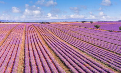 Como as flores aromáticas melhoram o sono e reduzem o estresse