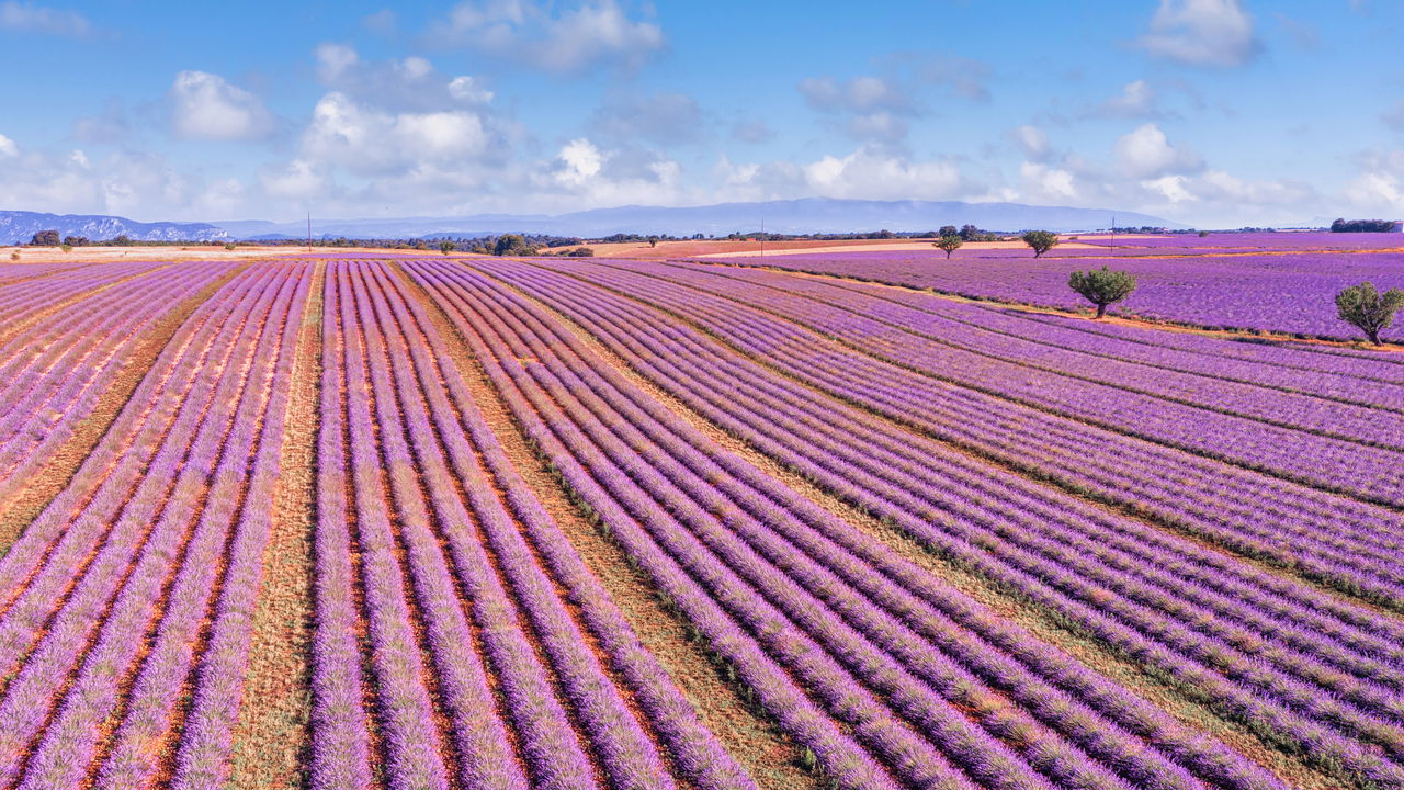 Como as flores aromáticas melhoram o sono e reduzem o estresse