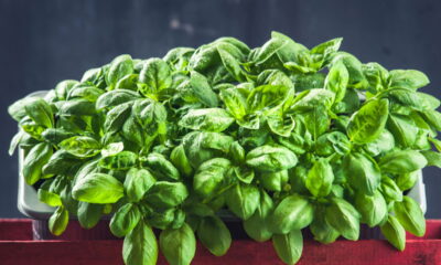 Seu manjericão não cresce? O que você está plantando ao lado dele?