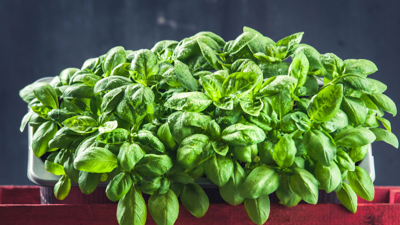 Seu manjericão não cresce? O que você está plantando ao lado dele?