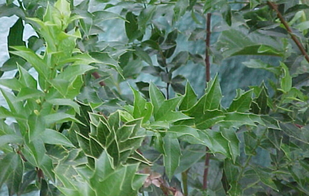 Essa folha alivia gastrite e quase ninguém conhece