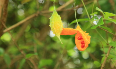 Adeus, açúcar! O melão de São Caetano é o amargo que ajuda a controlar a glicose