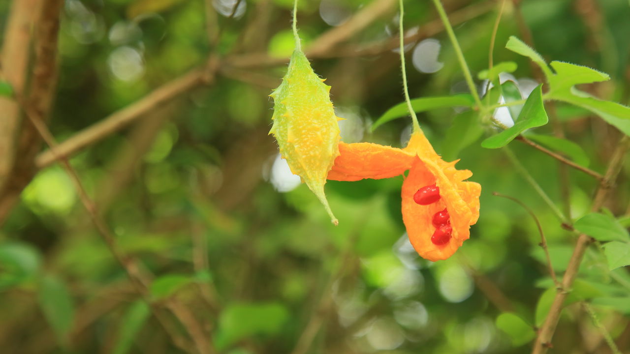 Adeus, açúcar! O melão de São Caetano é o amargo que ajuda a controlar a glicose