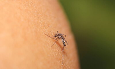 Mosquitinhos gnats em casa? Entenda as causas e aplique as melhores dicas