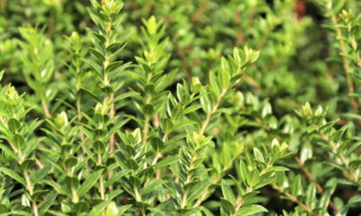 A planta poderosa que supera a laranja na vitamina C