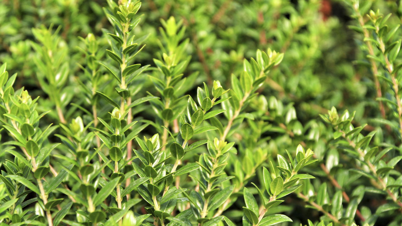 A planta poderosa que supera a laranja na vitamina C