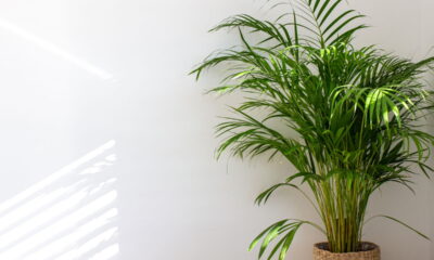 Essas plantas ajudam a diminuir o calor dentro de casa