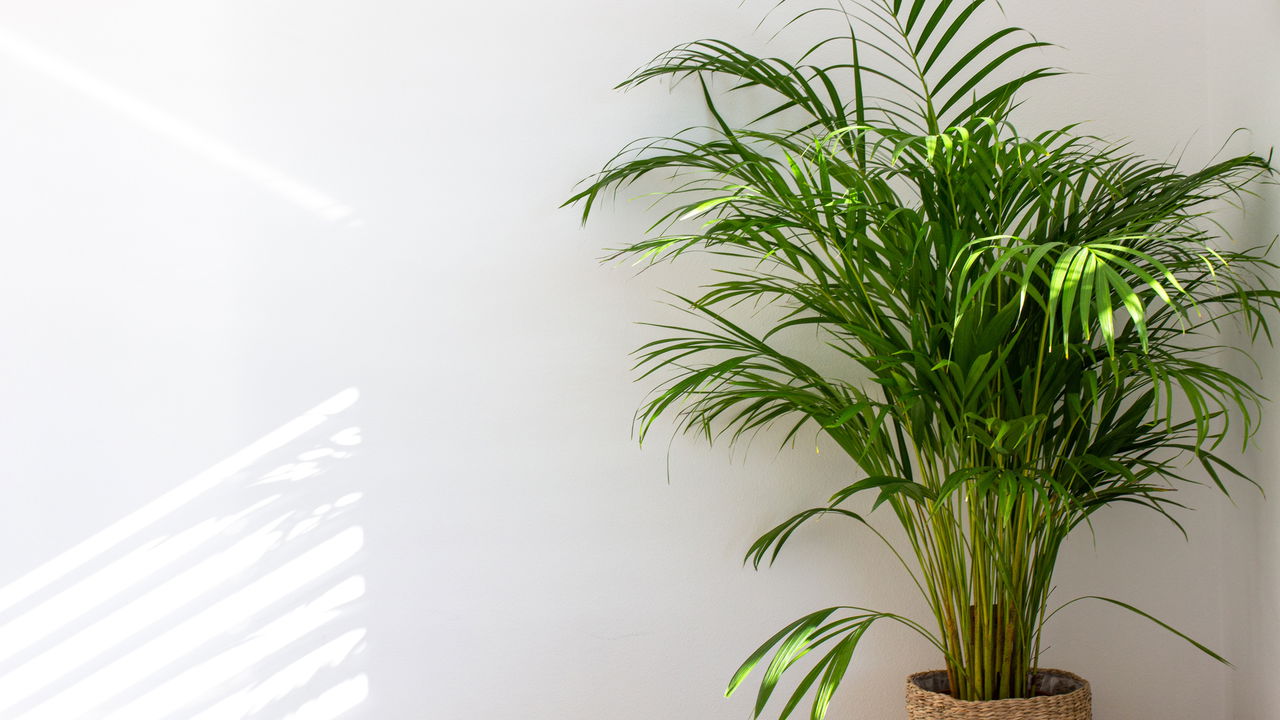 Essas plantas ajudam a diminuir o calor dentro de casa