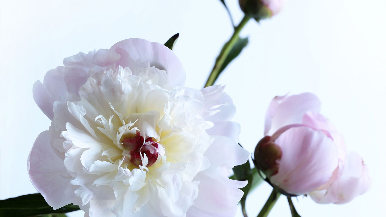 Jardim dos sonhos! Como cultivar peônias, proteas e outras flores exóticas em casa