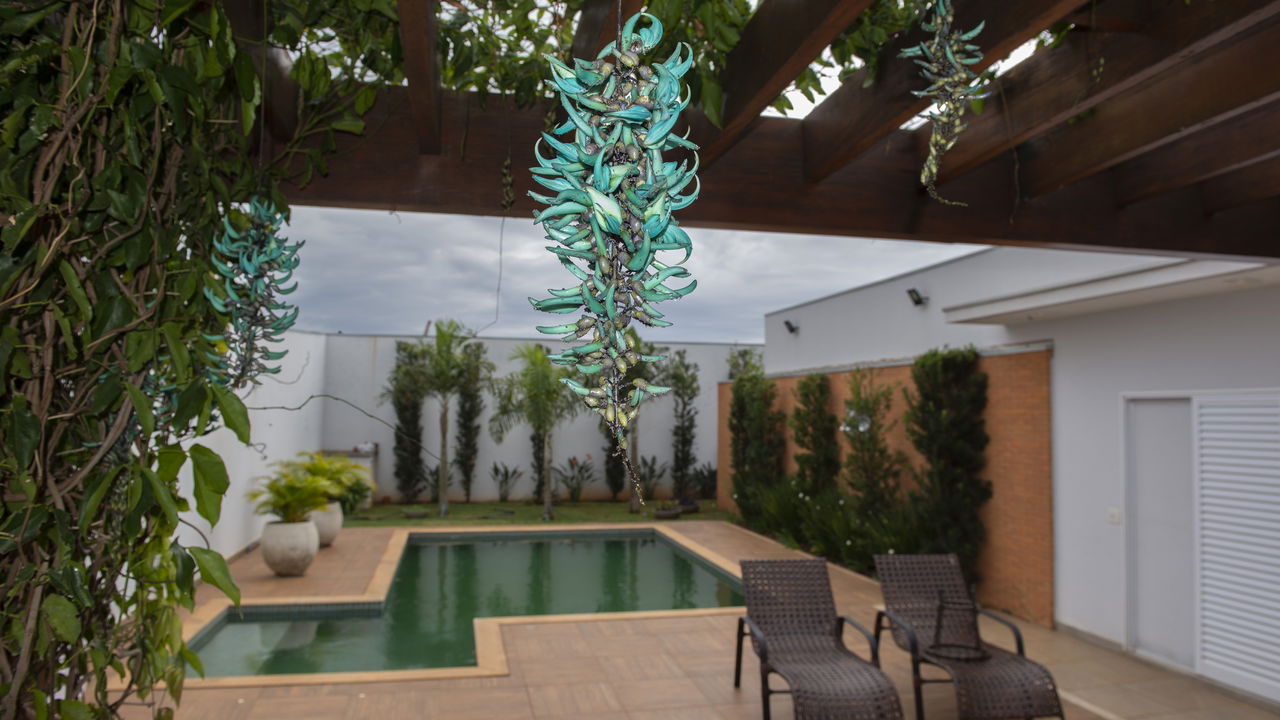 O segredo das flores pendentes! como ter uma Jade espetacular no seu jardim