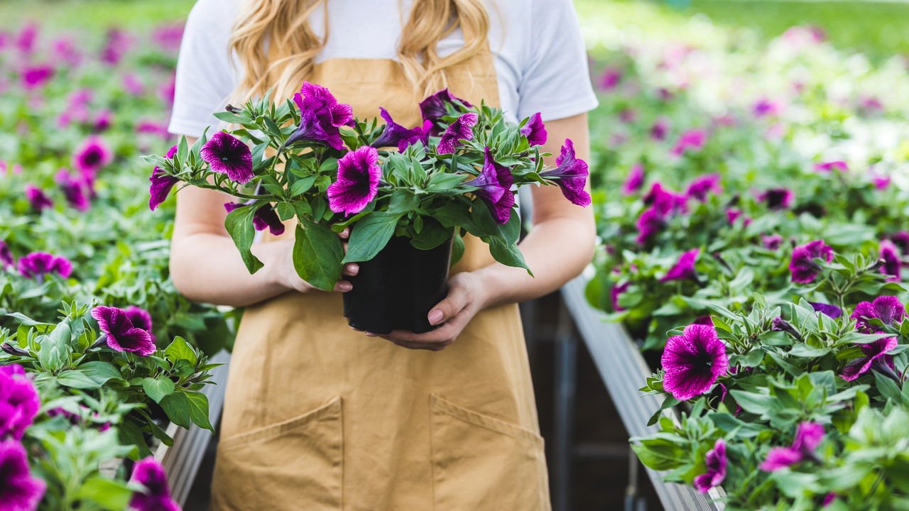Seu jardim lindo o ano todo! Desvende o segredo das petúnias perfeitas e coloridas!