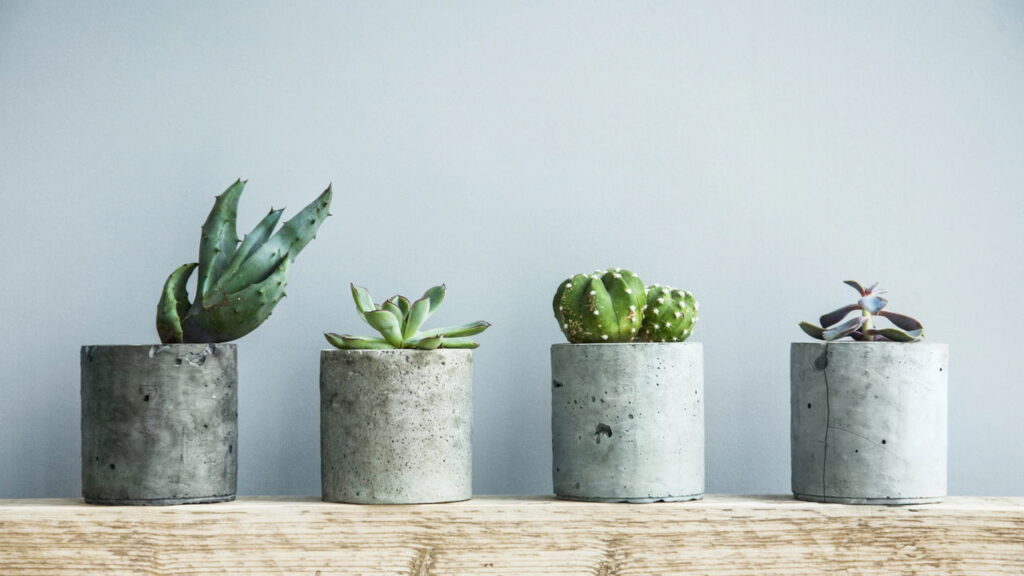 Você é o "terror das plantas"? Conheça as 3 espécies que são impossíveis de matar!