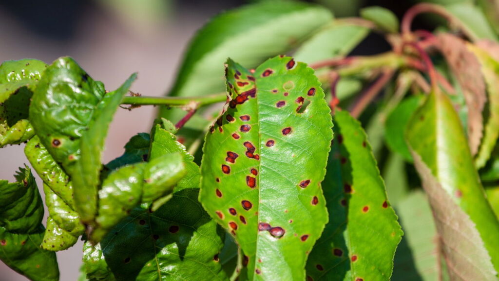 Nova descoberta! Planta misteriosa cria ouro do nada e abala a ciência!