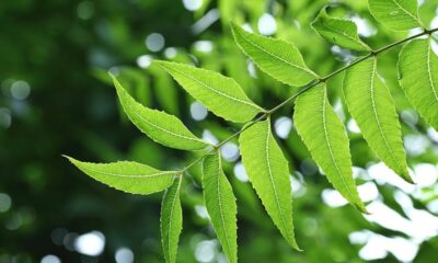 Você tem diabetes? Esse chá simples pode ser seu próximo tratamento!