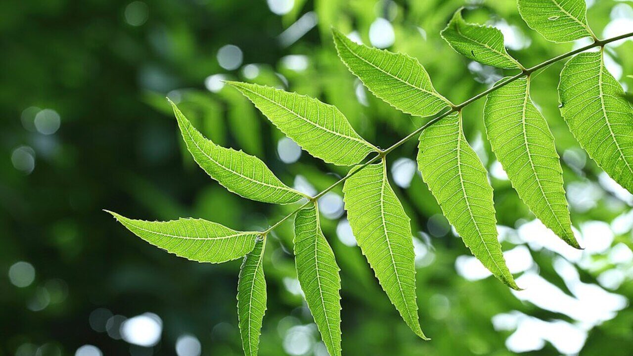 Você tem diabetes? Esse chá simples pode ser seu próximo tratamento!