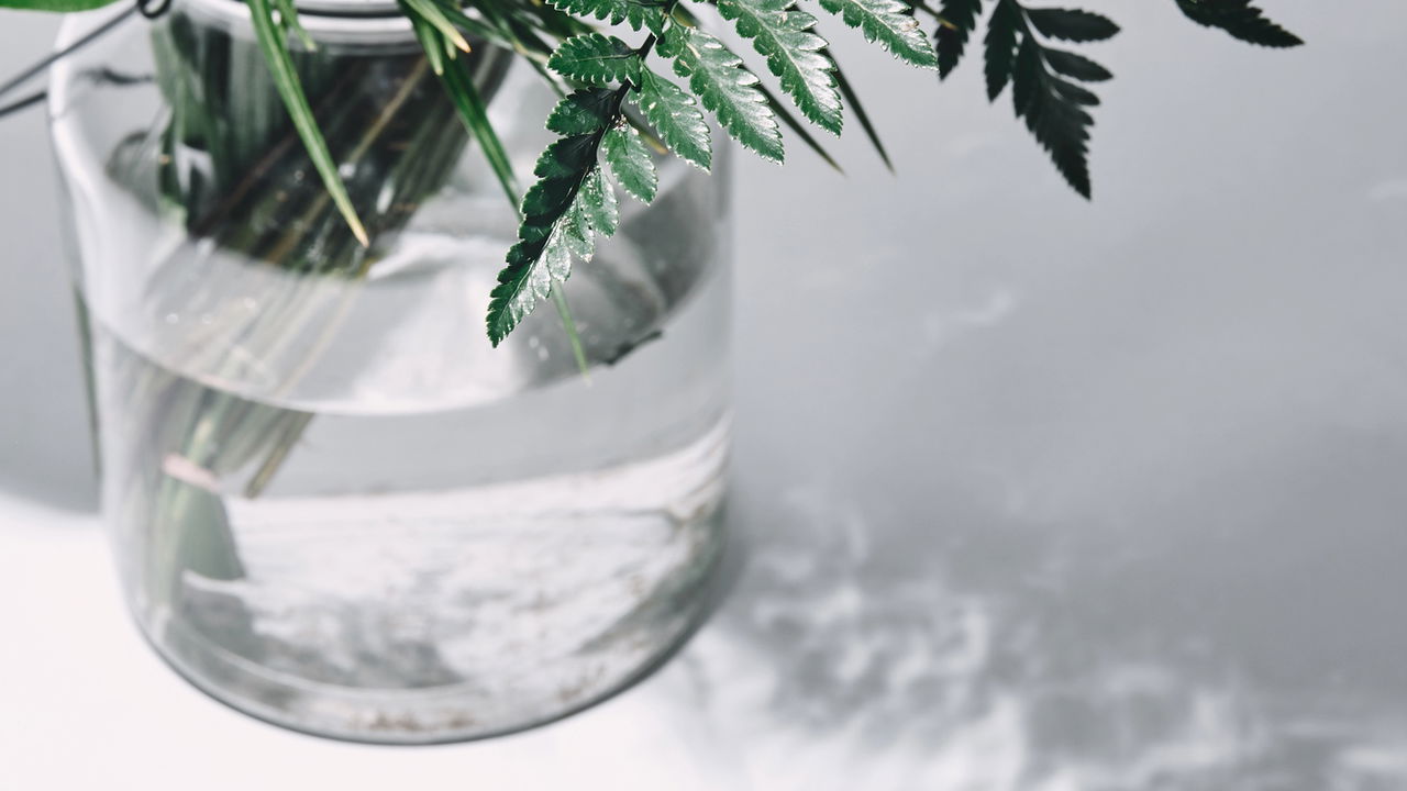 Cultive um oásis! A técnica de plantas na água que transforma qualquer ambiente