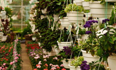 Por que as folhas amarelam? Desvende os mistérios e mantenha o suas plantas verdes