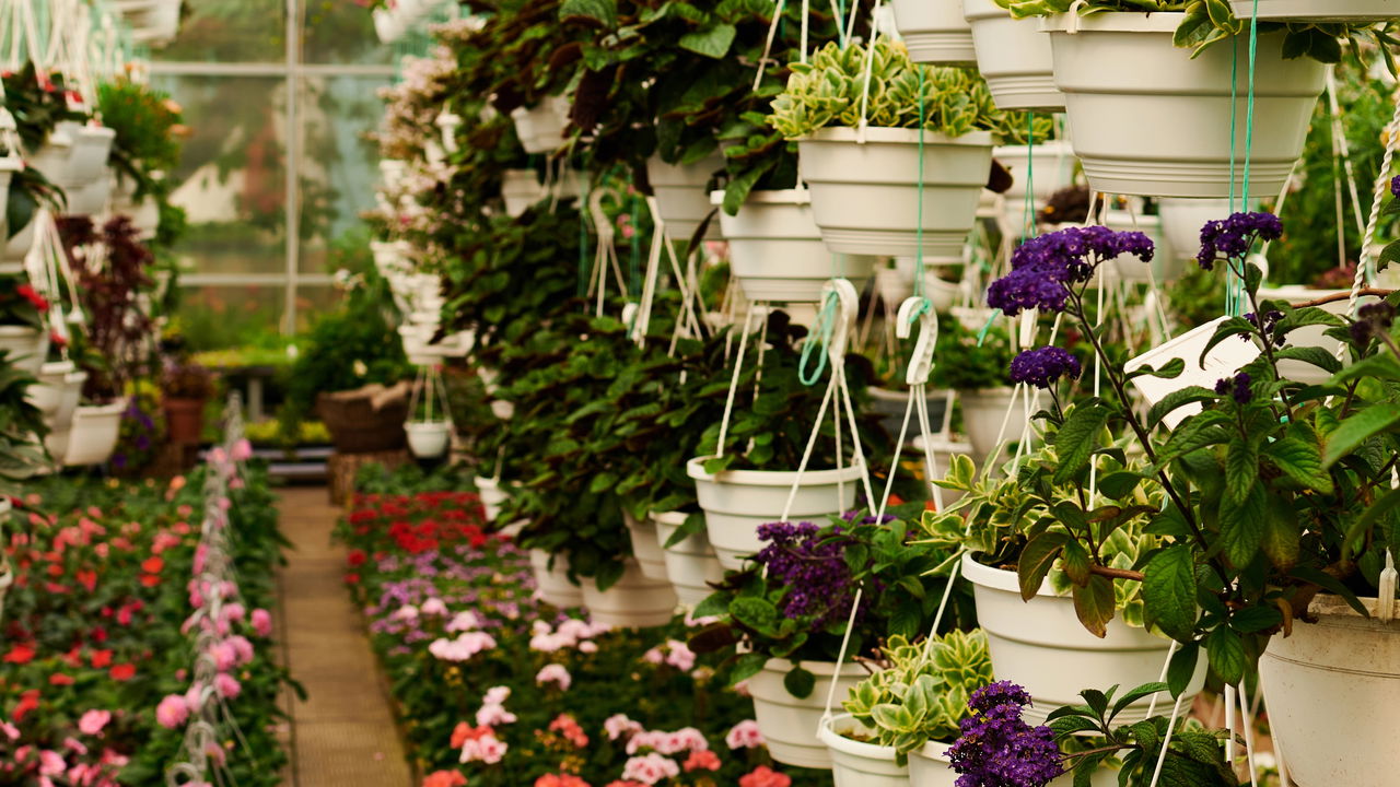 Por que as folhas amarelam? Desvende os mistérios e mantenha o suas plantas verdes
