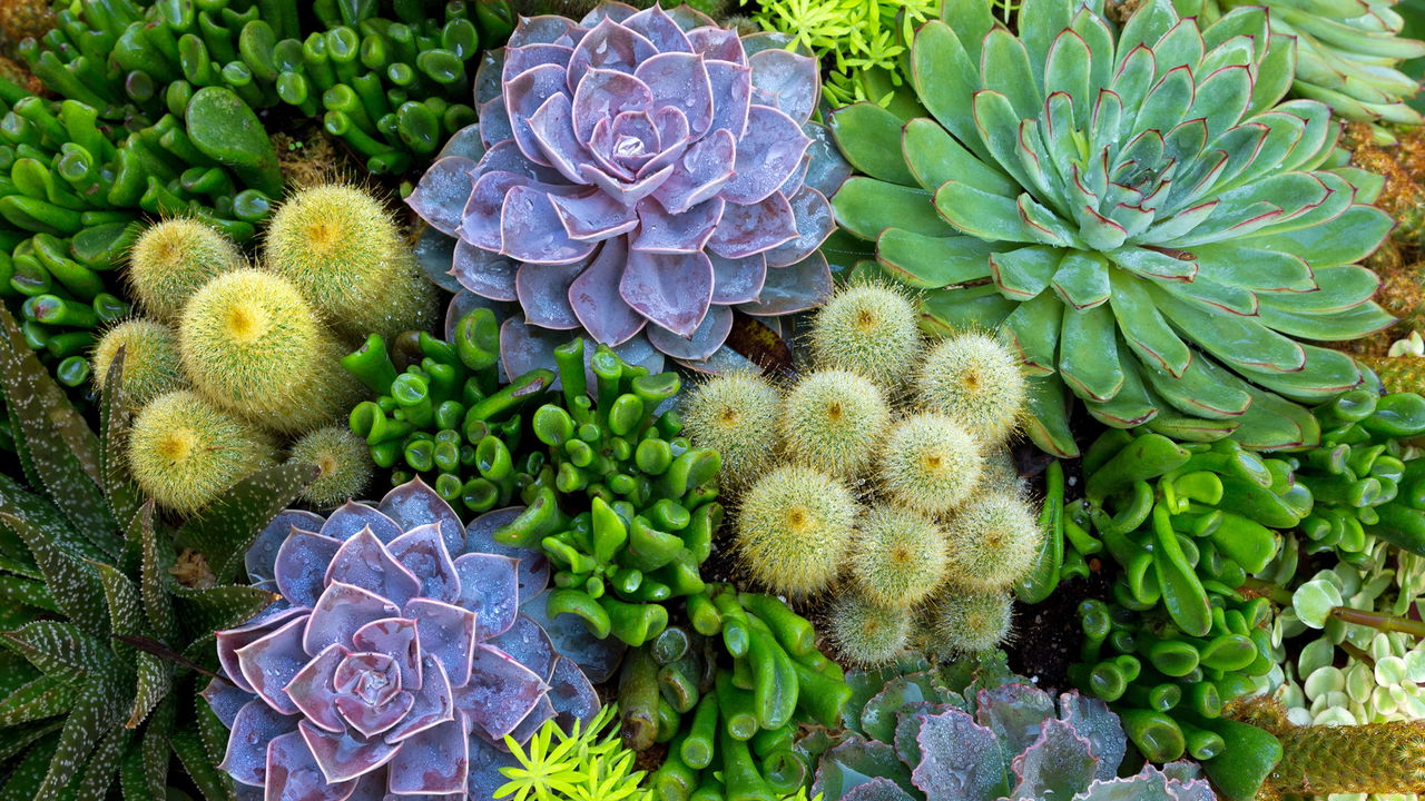 Você é o "terror das plantas"? Conheça as 3 espécies que são impossíveis de matar!