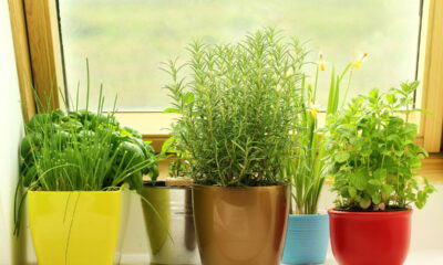 O quintal virou vaso! 4 temperos que amam crescer em pequenos espaços!