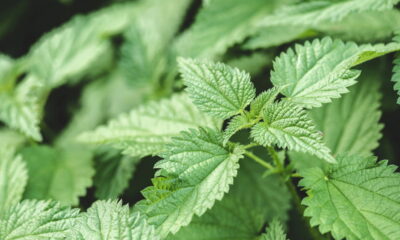 Não jogue fora! A urtiga da horta vira chá milagroso e previne doenças!