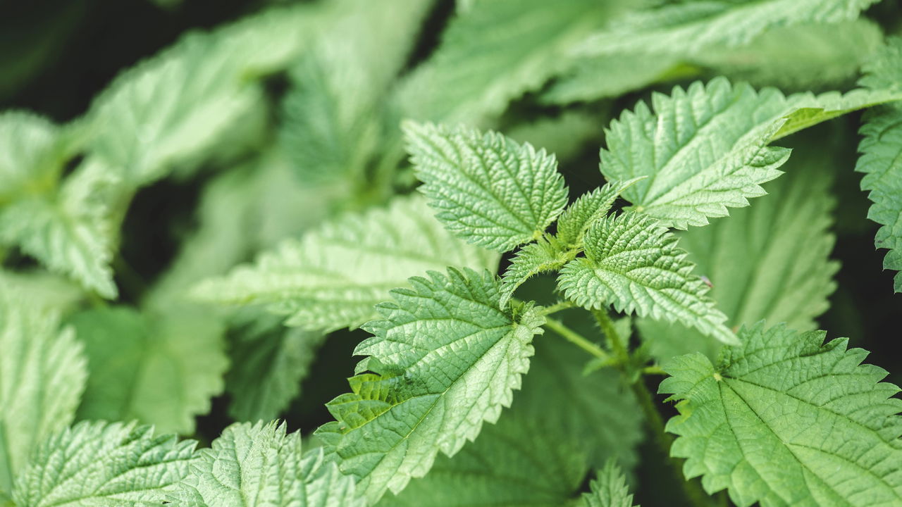 Não jogue fora! A urtiga da horta vira chá milagroso e previne doenças!