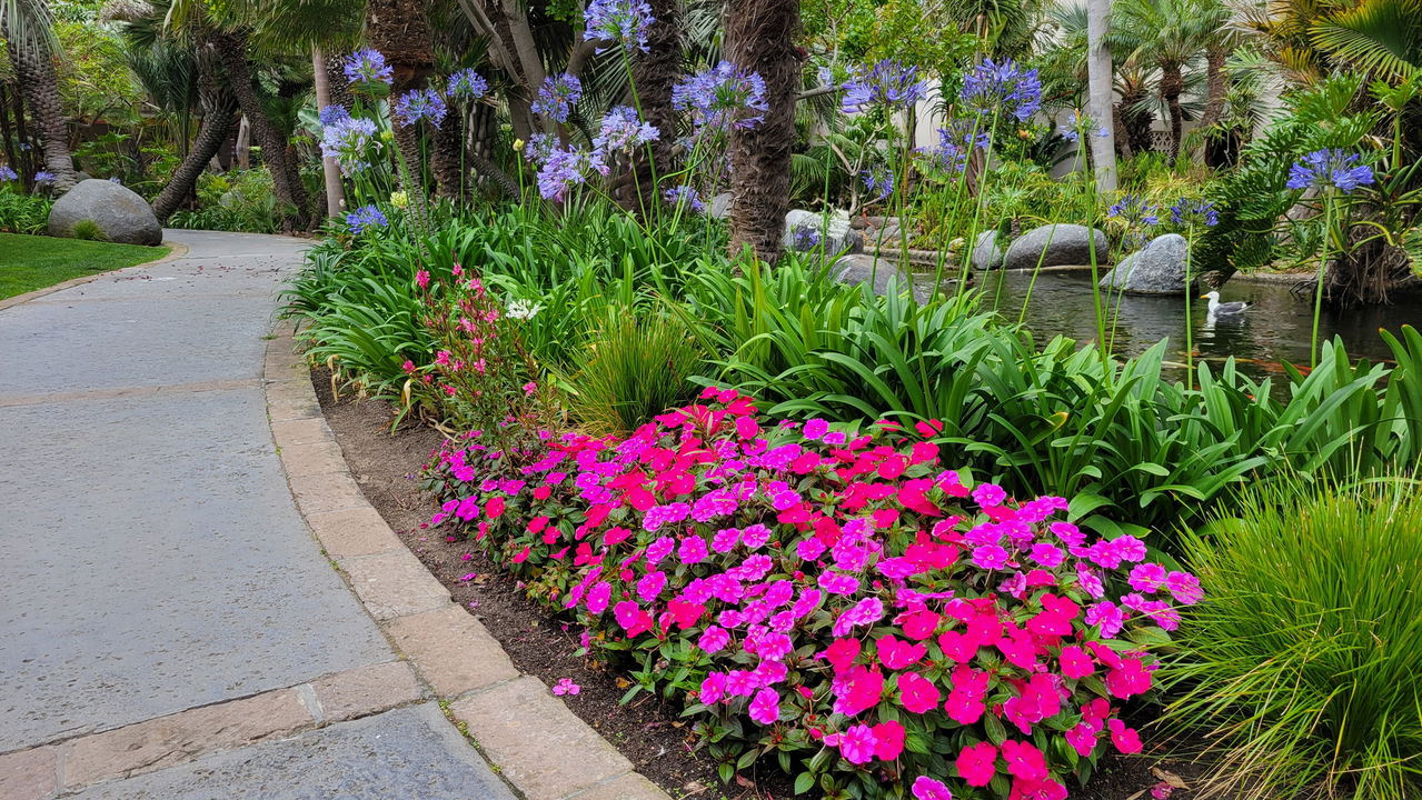 O segredo para um jardim exuberante sob o sol intenso! Plantas que amam o calor!