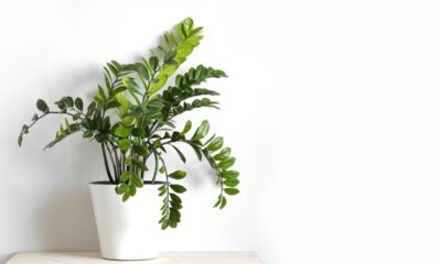 Quer plantas lindas? O truque japonês para zamioculcas impecáveis
