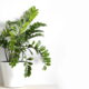 Quer plantas lindas? O truque japonês para zamioculcas impecáveis