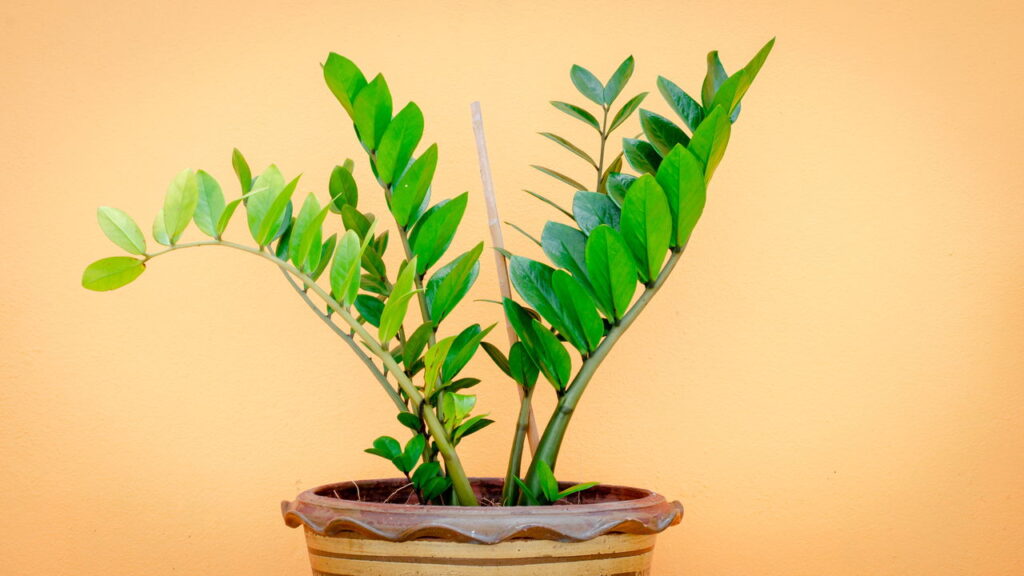 Veja as plantas que atraem boa energia e mudam sua casa