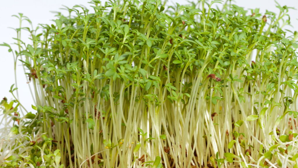 Universidade elege essa super verdura como a melhor para a saúde