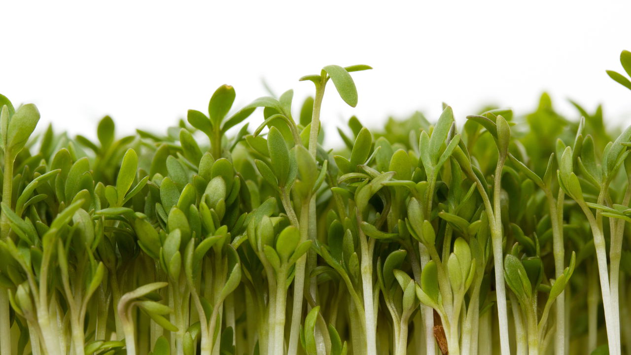 Milagre ou mentira? Conheça a verdade chocante sobre curar gripes com plantas!