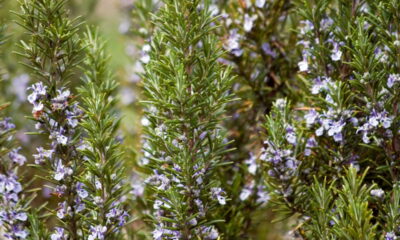 Essa planta melhora a memória e pode ser cultivada facilmente
