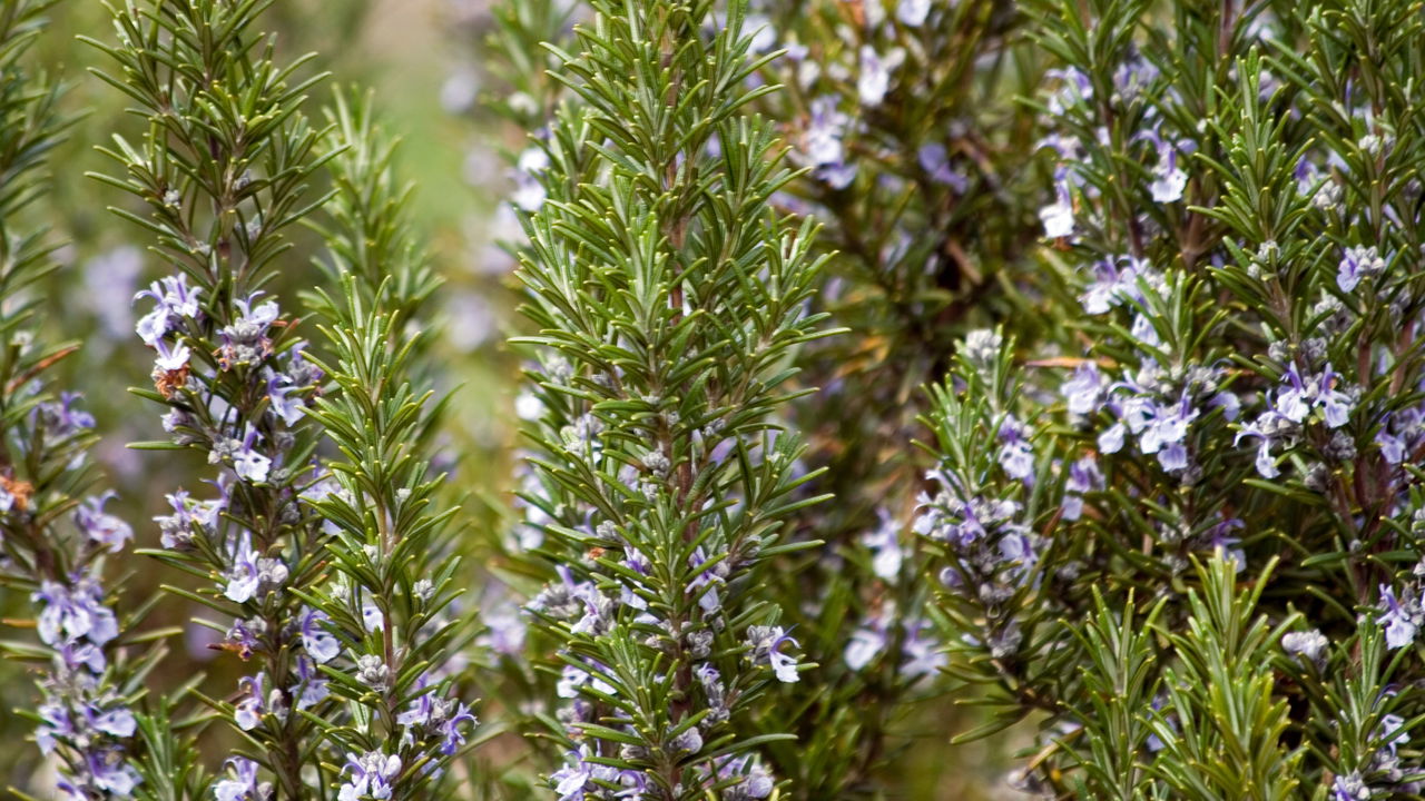 Essa planta melhora a memória e pode ser cultivada facilmente