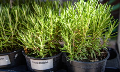 5 passos simples para ter alecrim sempre fresco em casa